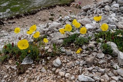 Papaver alpinum