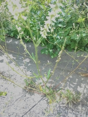 Melilotus albus