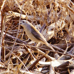 Colluricincla harmonica