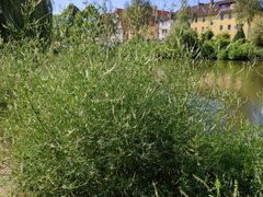 Melilotus albus