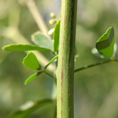 Melilotus albus