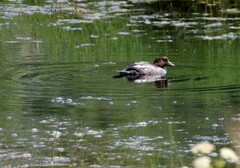 Bucephala clangula clangula