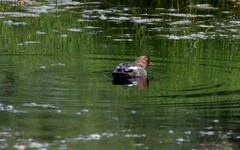 Bucephala clangula clangula