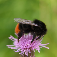 Bombus lapidarius