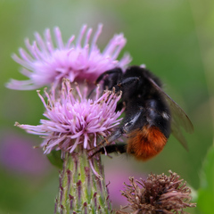 Bombus lapidarius