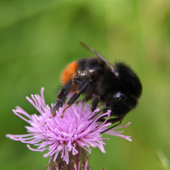 Bombus lapidarius