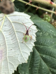 Gonocerus acuteangulatus