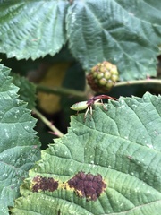 Gonocerus acuteangulatus