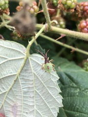 Gonocerus acuteangulatus