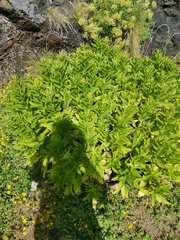 Solidago azorica