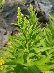 Solidago azorica