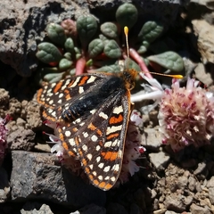 Euphydryas anicia variicolor