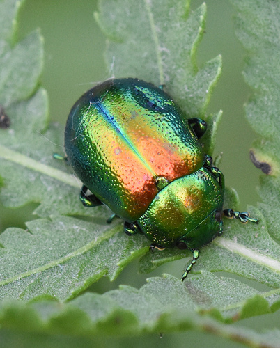 Tansy Beetle