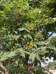 Sorbus commixta