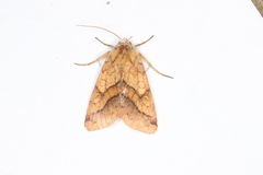 Pyrrhia exprimens