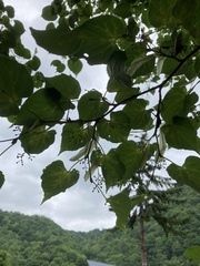 Tilia japonica