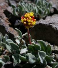Eriogonum rosense