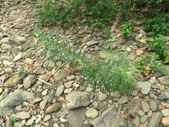 Amsonia hubrichtii