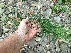 Amsonia hubrichtii