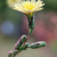 Lactuca serriola