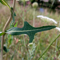 Lactuca serriola