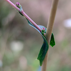Lactuca serriola