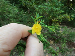 Hypericum lobocarpum