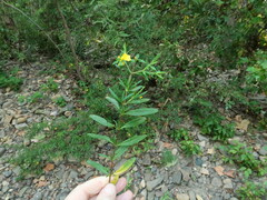 Hypericum lobocarpum