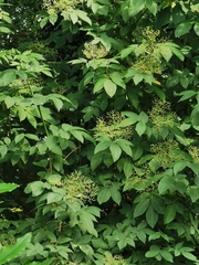 Sambucus nigra