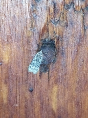 Anacampsis populella