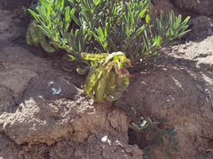 Thermopsis lanceolata