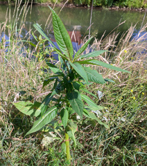 Impatiens glandulifera