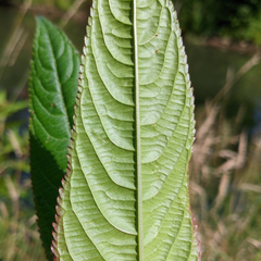 Impatiens glandulifera