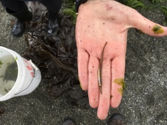 Aulorhynchus flavidus