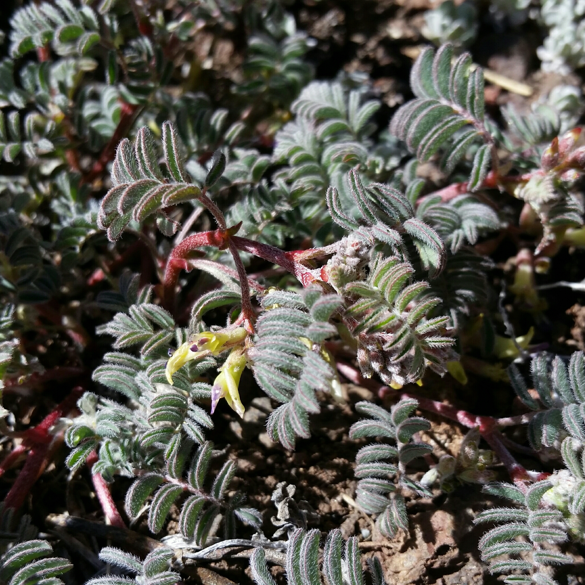 Astragalus lentiginosus var. ineptus