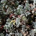 Astragalus lentiginosus ineptus - Photo (c) David Greenberger, algunos derechos reservados (CC BY-NC-ND), subido por David Greenberger