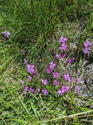 Dianthus pygmaeus, photograph 5