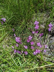 Dianthus pygmaeus, photograph (c) Tzu-Neng Yuan, some rights reserved (CC BY)