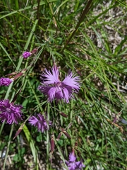 Dianthus pygmaeus, photograph (c) Tzu-Neng Yuan, some rights reserved (CC BY)