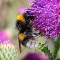 Bombus terrestris