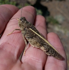 Cratypedes neglectus