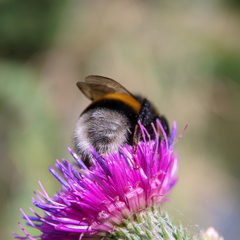 Bombus terrestris