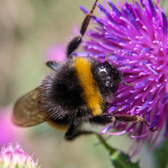 Bombus terrestris