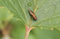 Agrilus ribesi