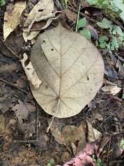Pterospermum acerifolium