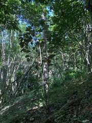 Pterospermum acerifolium