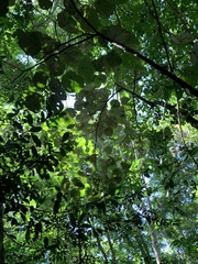 Pterospermum acerifolium