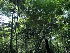 Pterospermum acerifolium