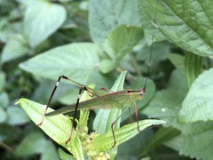 Phaneroptera nigroantennata