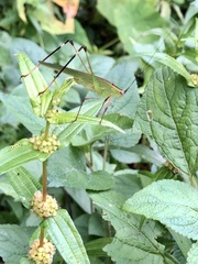 Phaneroptera nigroantennata